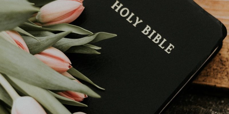 Holy Bible under pink tulips